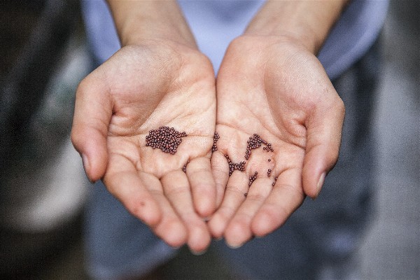 Producción de semillas de moluscos para acuicultura de pequeña escala